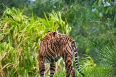 Disney Travel & Experiences: Protecting Wildlife & Promoting Conservation